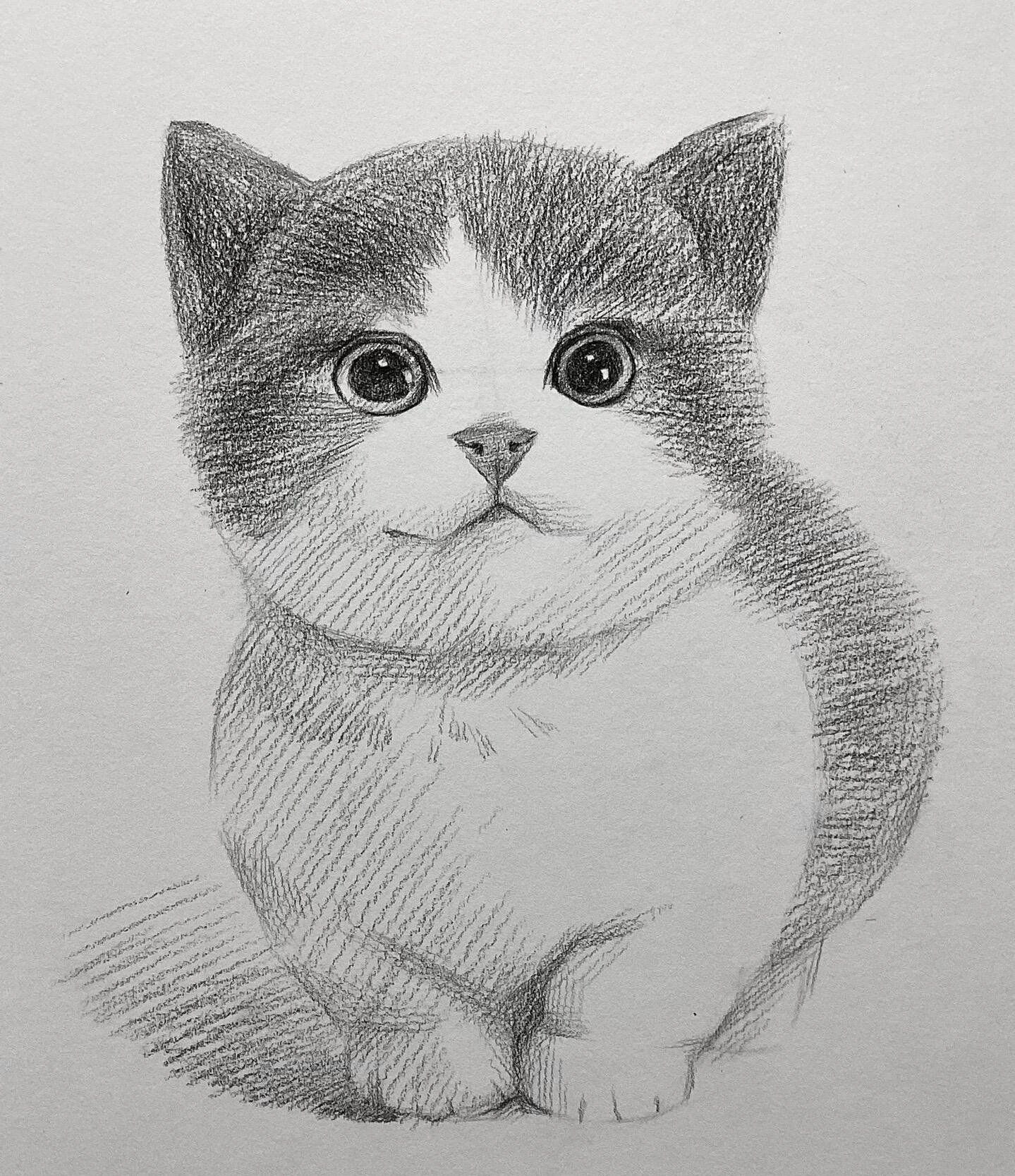 素描静物|可爱的猫咪93