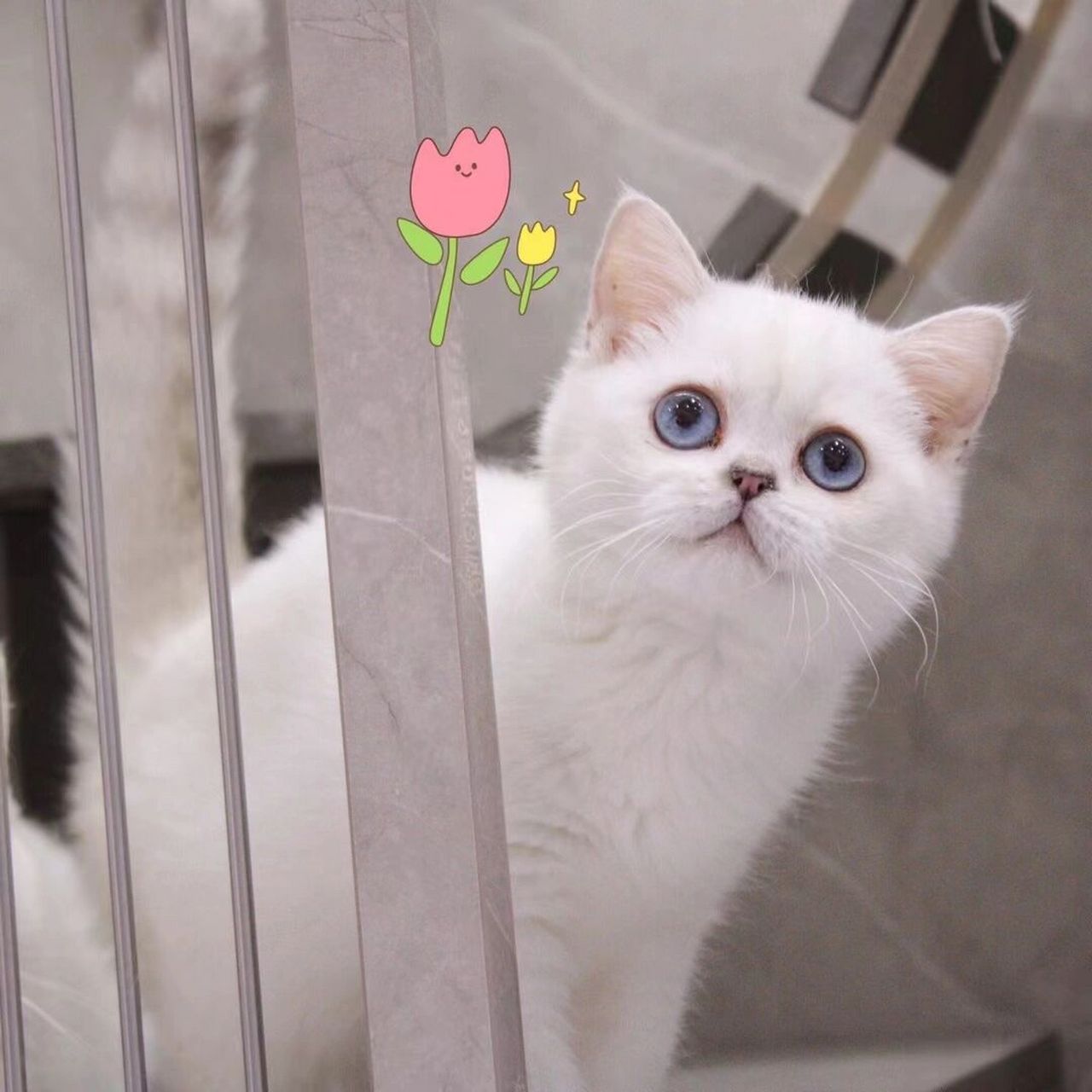 银点猫应该怎么看品相?