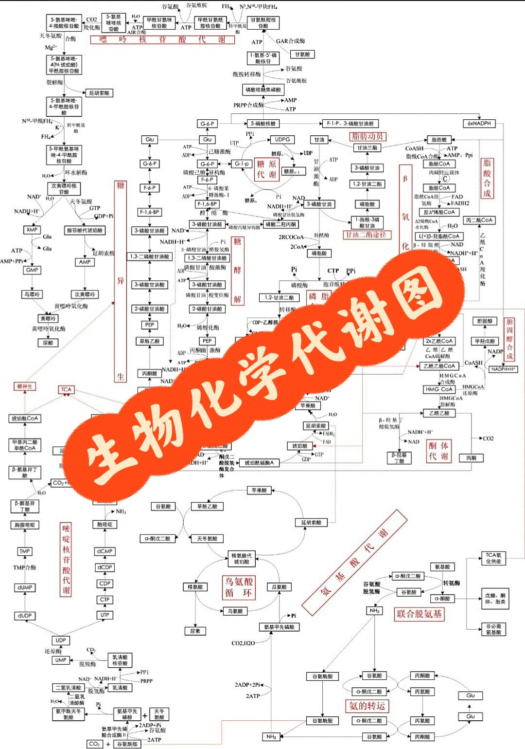 【生物化学代谢图】一张图搞定生物化学代谢7515