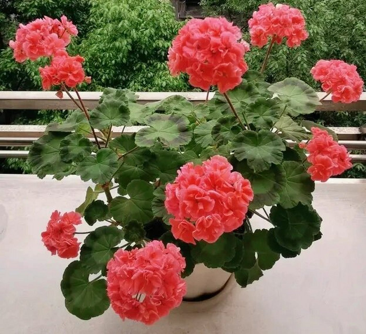 鲑鱼粉的"大山宫"天竺葵 多季节开花 "大山宫"——一款超级优秀的