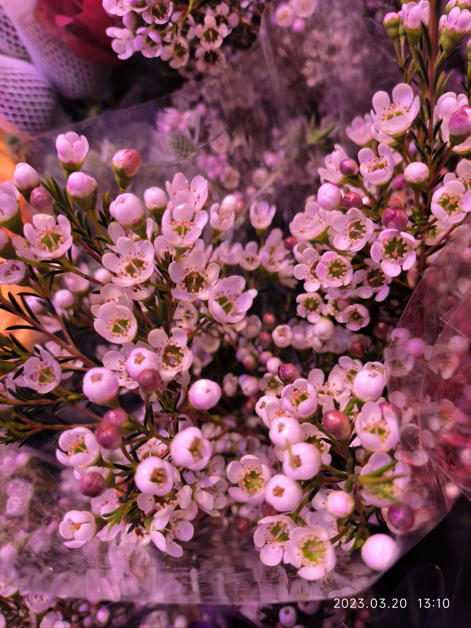 花店的腊梅——风蜡花 澳梅 蜡花 桃金娘科植物,即淘金彩梅,又名杰拉