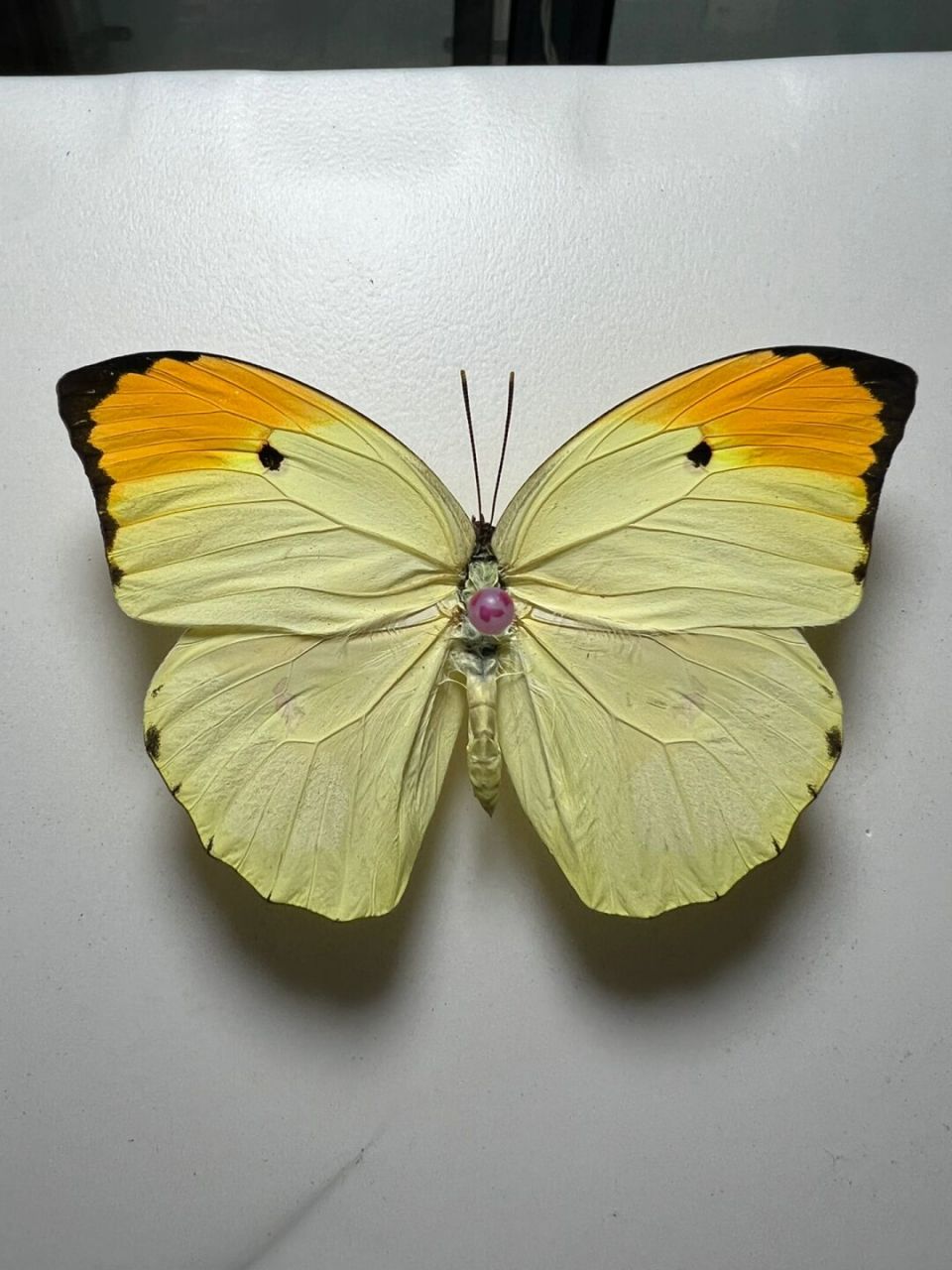 金顶大粉蝶 金顶大粉蝶翼展7-10厘米左右,翅膀以黄色和橘黄色为主