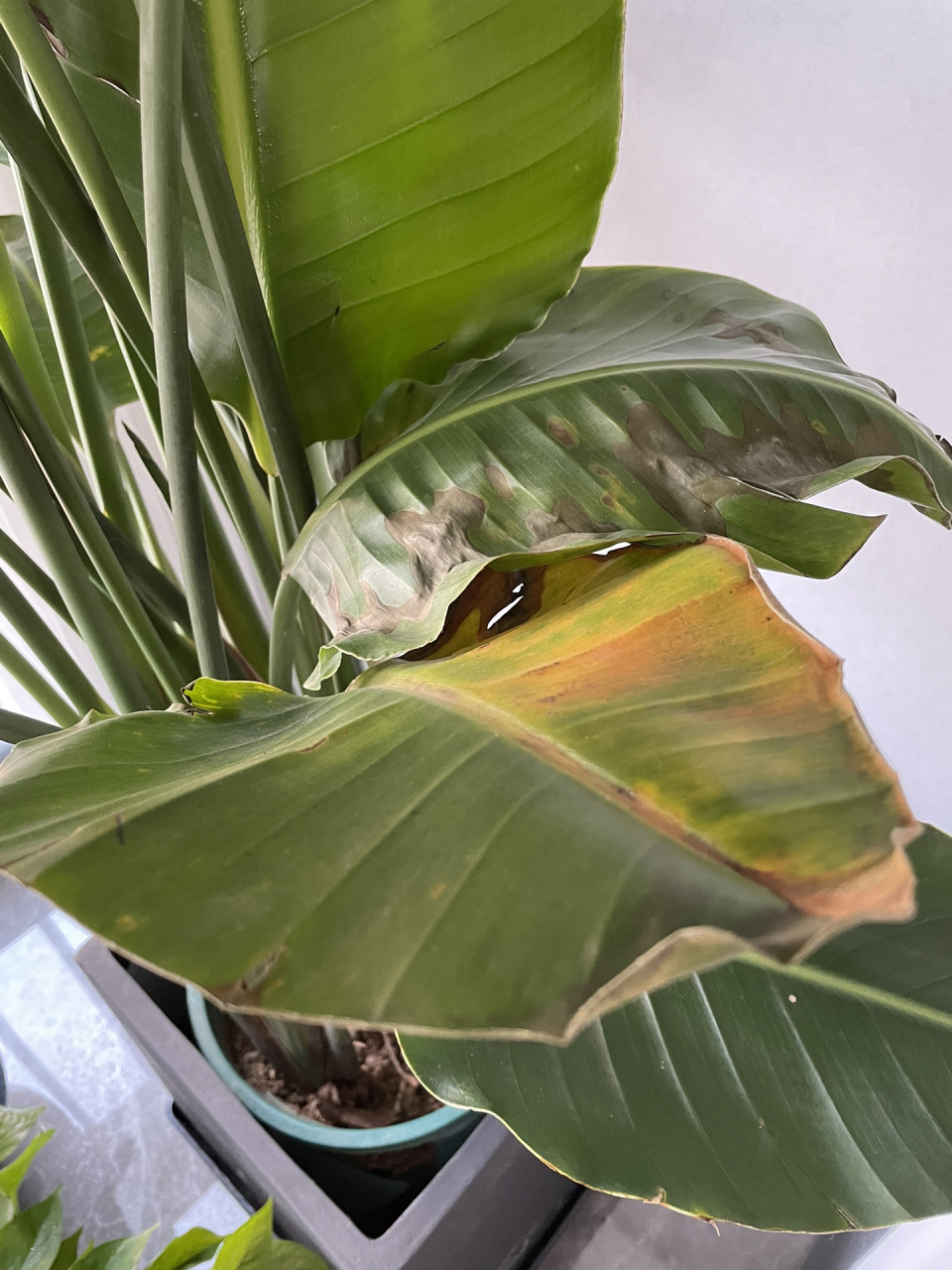 天堂鸟叶子发黄黑斑怎么处理呀 买回家还不到两个月…就酱紫啦