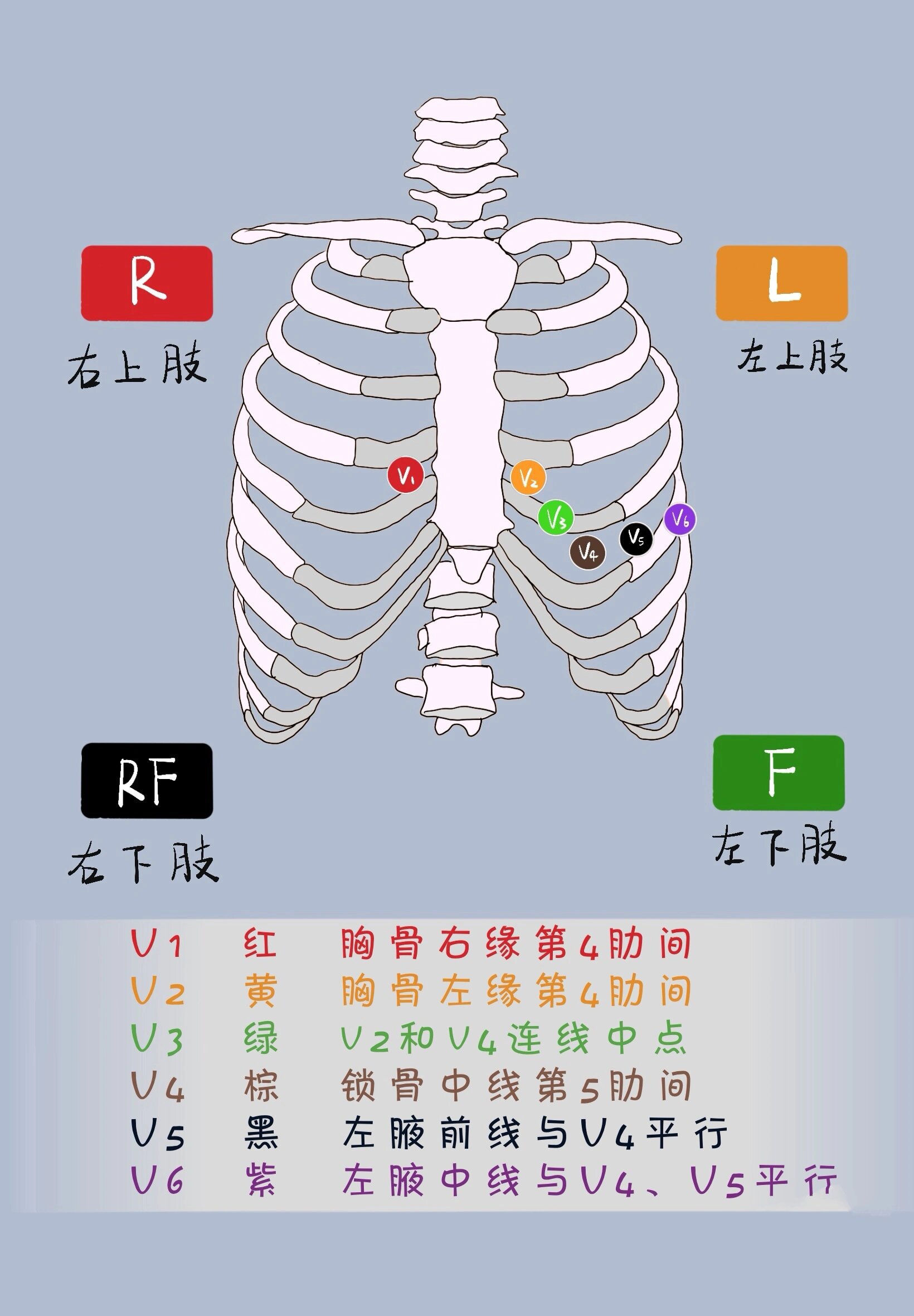 每日一画 护理专题之十二导联心电图