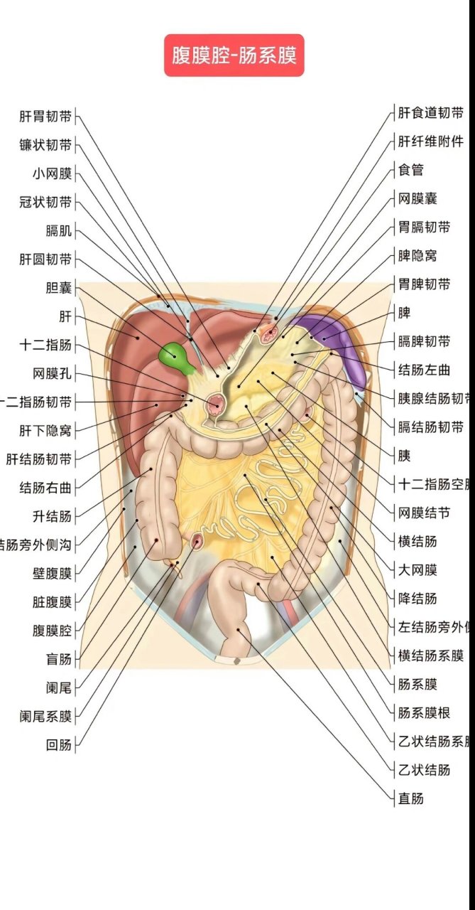 附件在小腹什么位置图图片