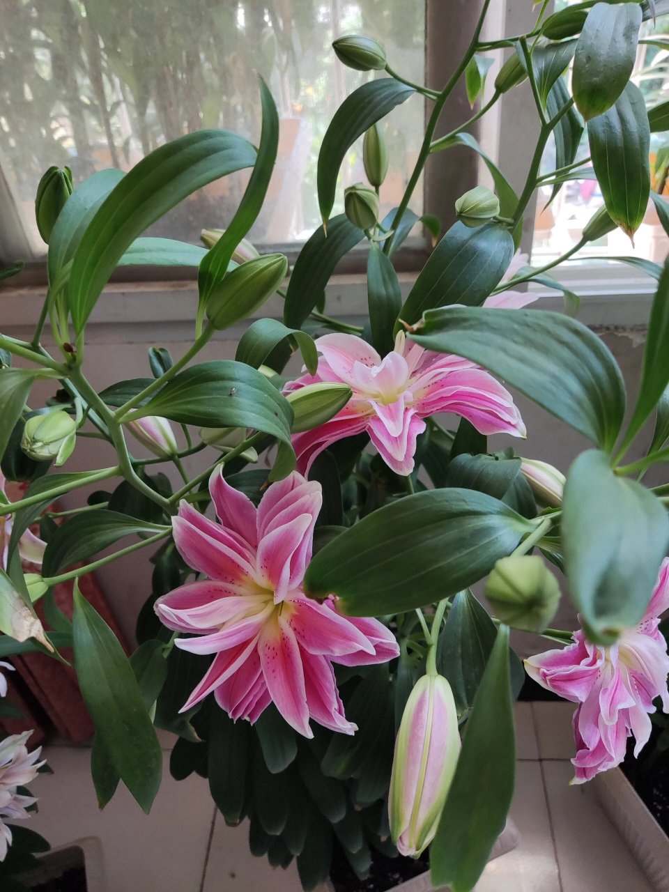 艾琳娜重瓣百合开花了,茱莉亚,帕提希亚也开了!