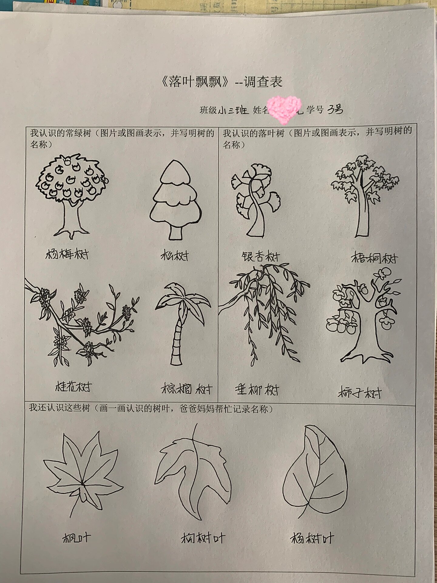 幼儿园作业 落叶飘飘 常绿树和落叶树 幼儿园作业