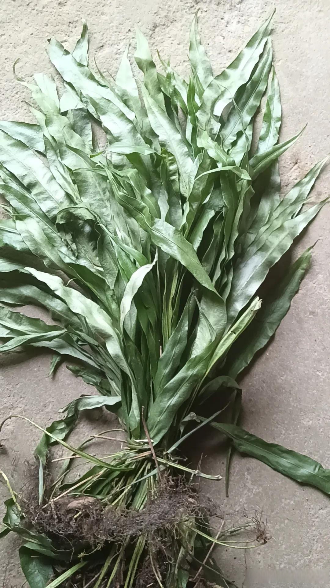 山里大石头上很多这种东西,有的细长,有的宽大,一长就一片,只要进过山