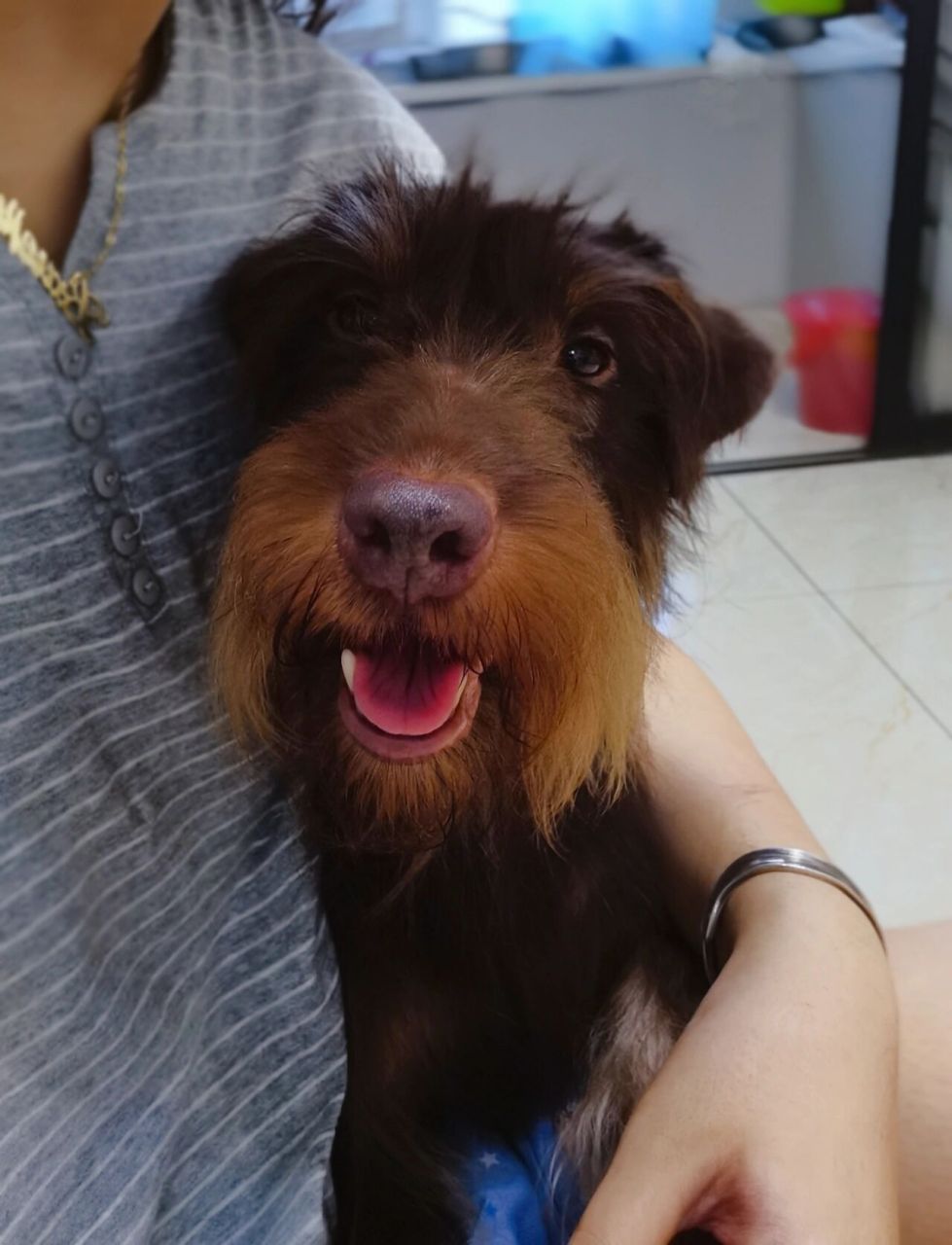 常年出售双血统德国猎梗幼犬