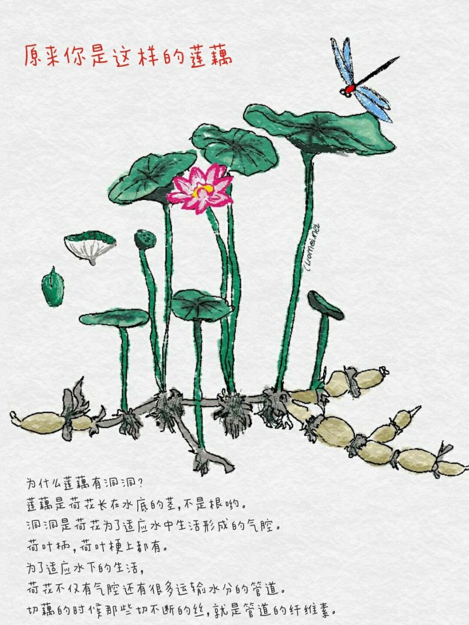 " 可能接下来就是  十万个为什么了 	 96为什么莲藕有洞洞?