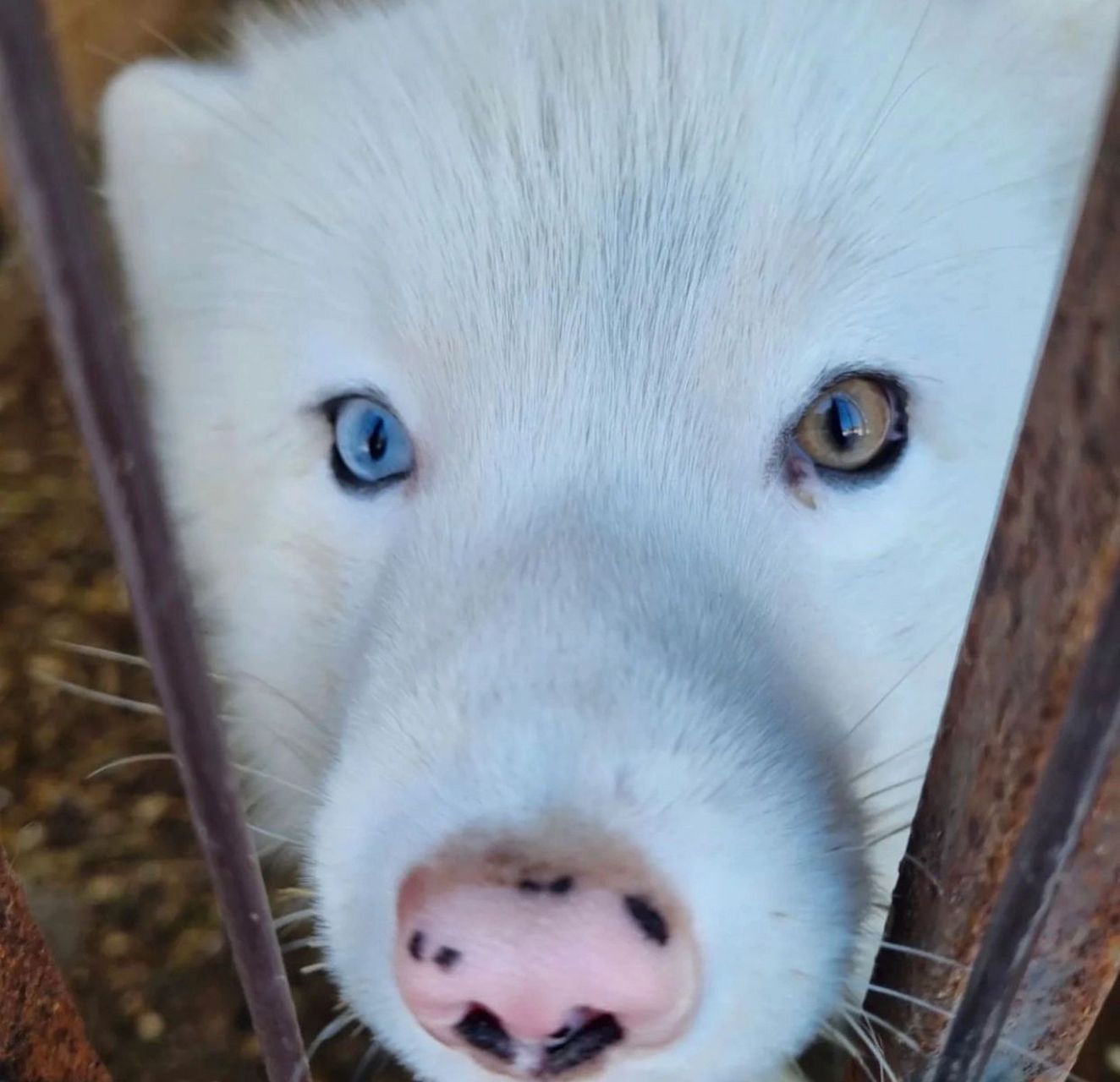 7215市面上叫"雪狐"的有两种 一种是"北极白狐" 一种是"影狐"