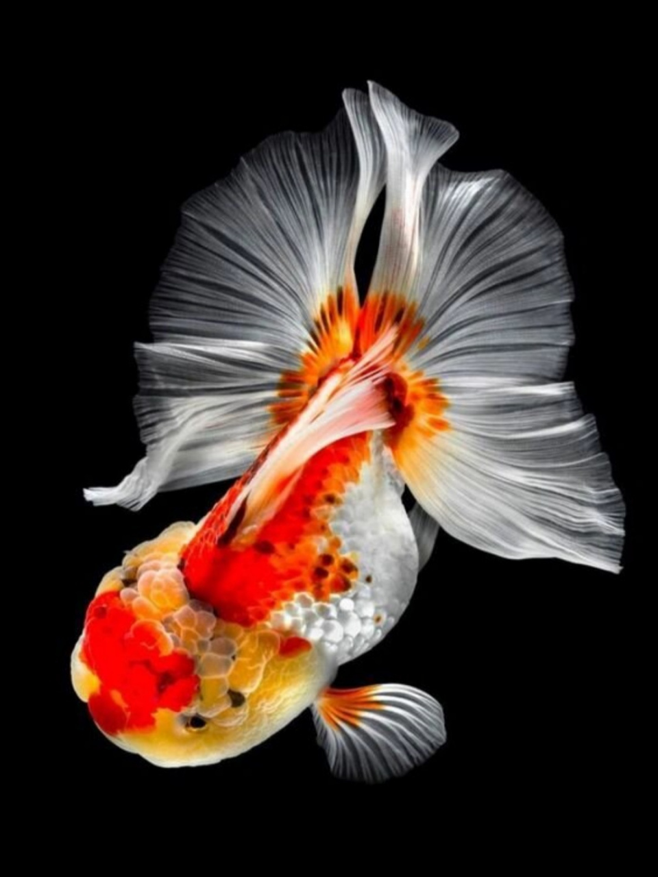 金鱼图片大全大图 友友们🐠,今天给大家分享一些金鱼图片📷!