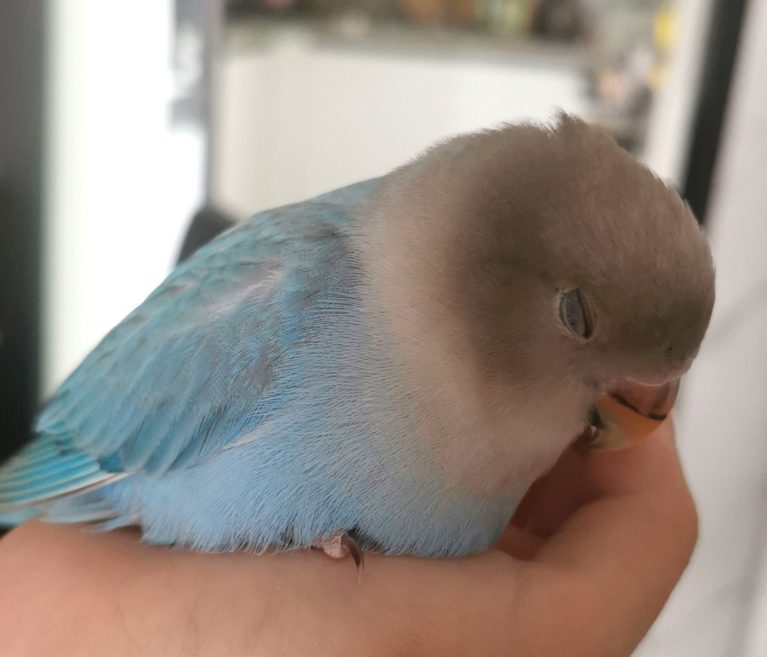 吃着吃着就睏了#蓝闪牡丹鹦鹉#3个月 小小乖乖萌萌一只
