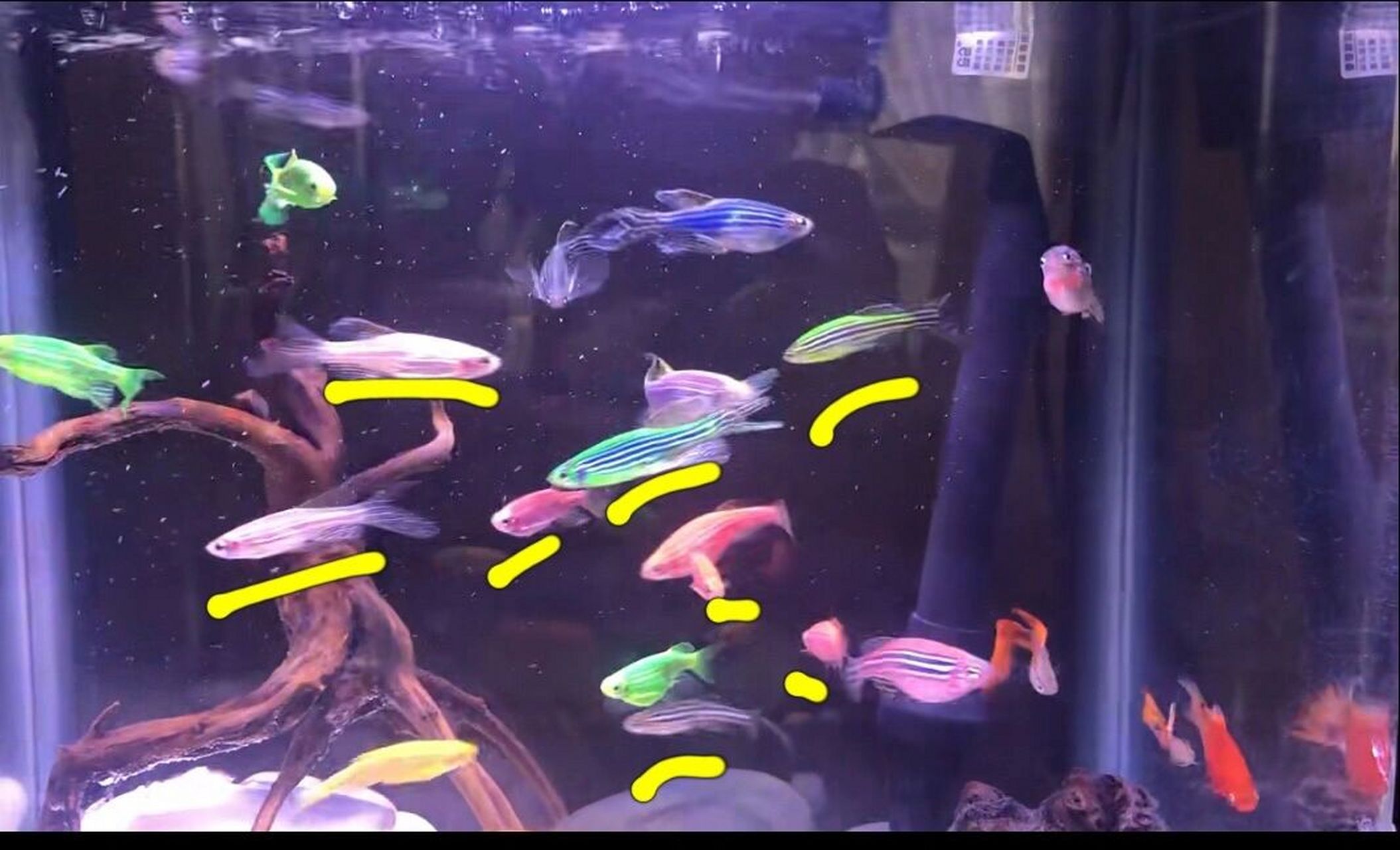 斑马鱼公母  我看了你的视频,截了个图,标出来的这几条是公鱼