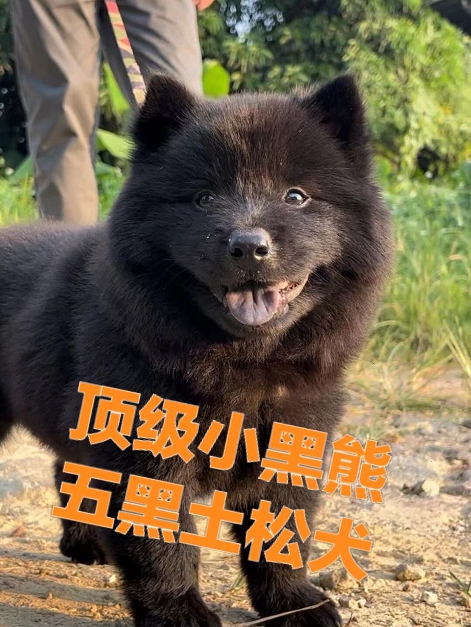 中华田园犬之颜值巅峰(土松熊犬) 65号  顶级五黑熊犬(五黑土松) 超大