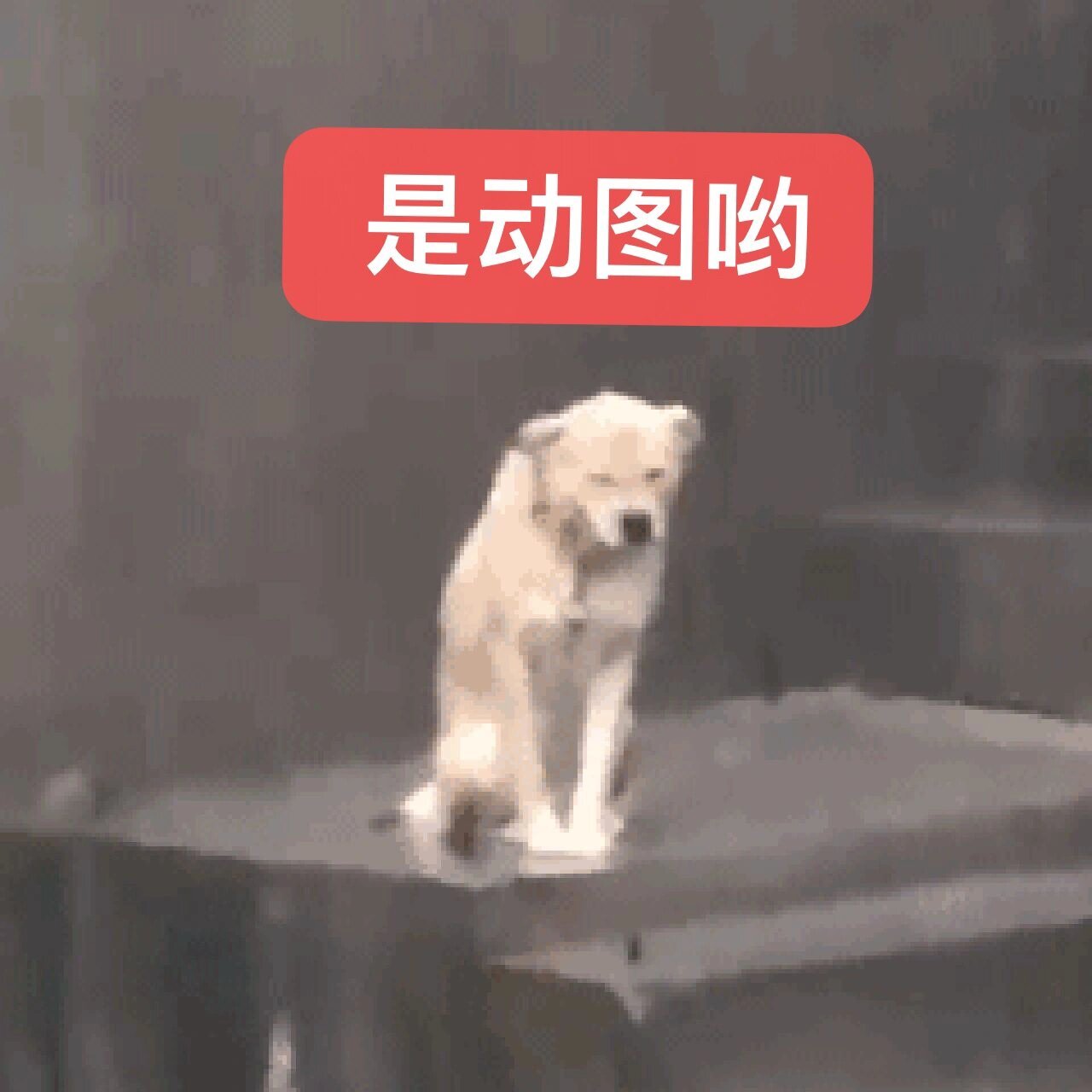 狗狗淋雨跟打伞74动态表情包