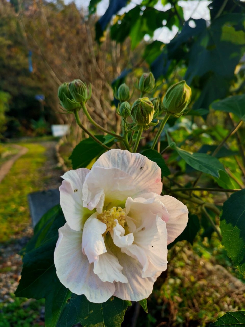 木芙蓉为何叫拒霜花图片