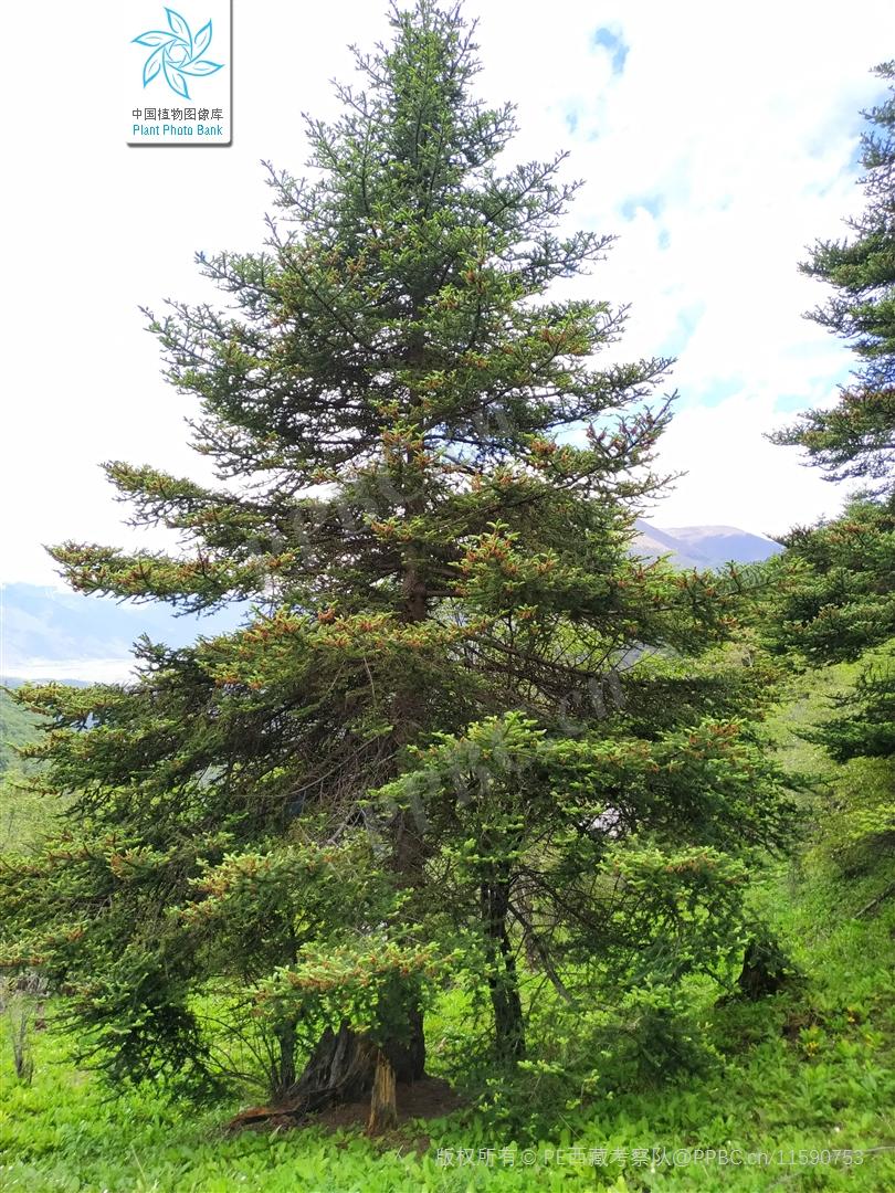 苍山冷杉,我国特有树种,是一种珍贵且极具观赏价值的针叶树种