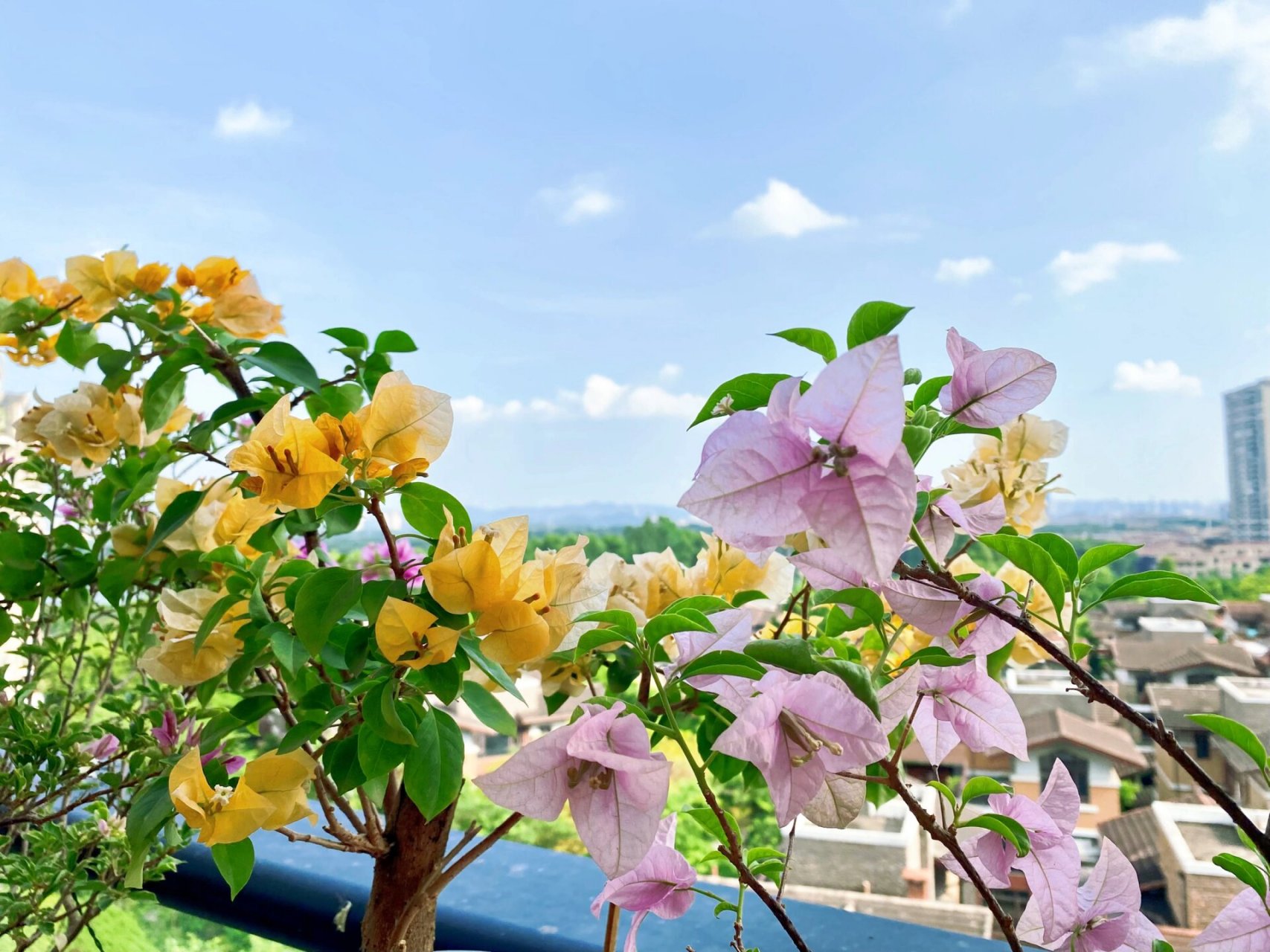 三角梅:新加坡大宫粉 这个大宫粉真是心头爱 大花,淡粉色,粉中带点点