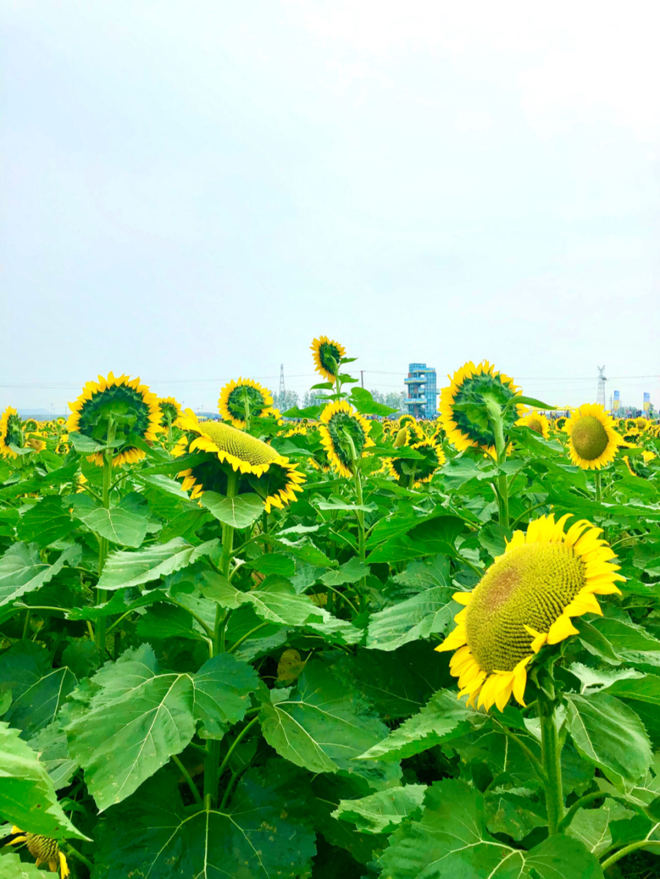 南京秋天免费/六合钱仓葵花园/国庆打卡拍照 7815一定要抓住