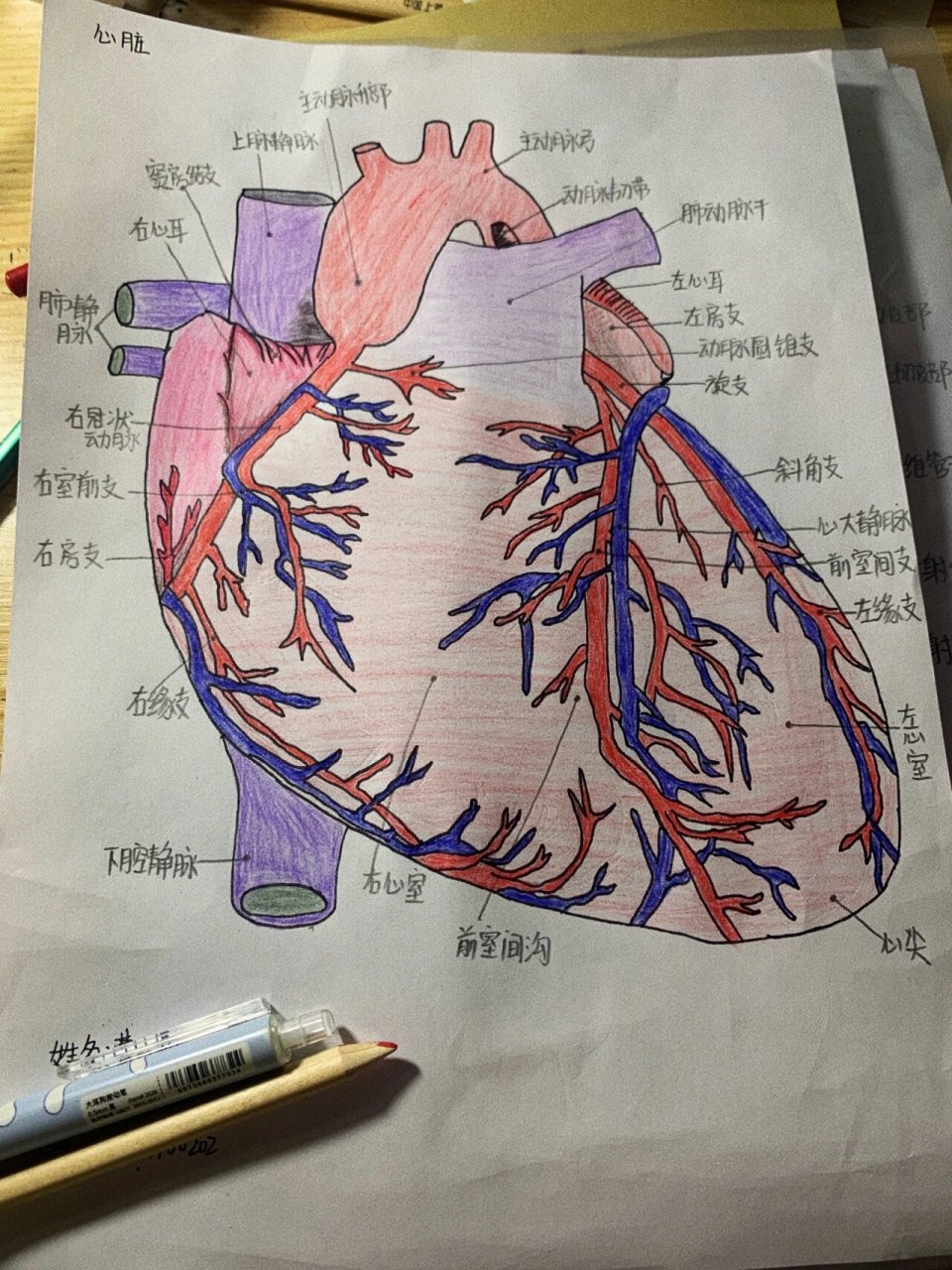 心脏简笔画 医学生日常