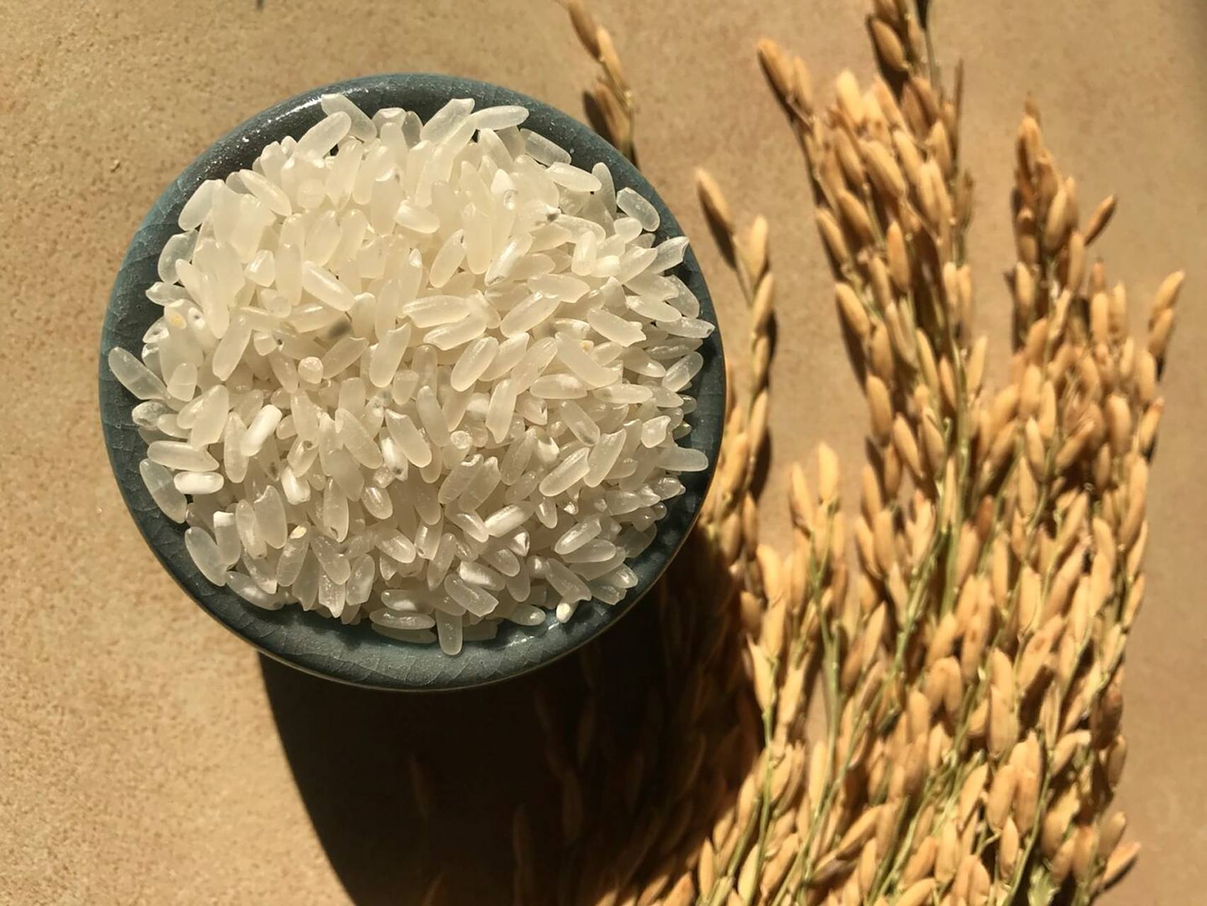 大米的由来 水稻脱壳后形成糙米,糙米在进行加工后形成大米#原产地