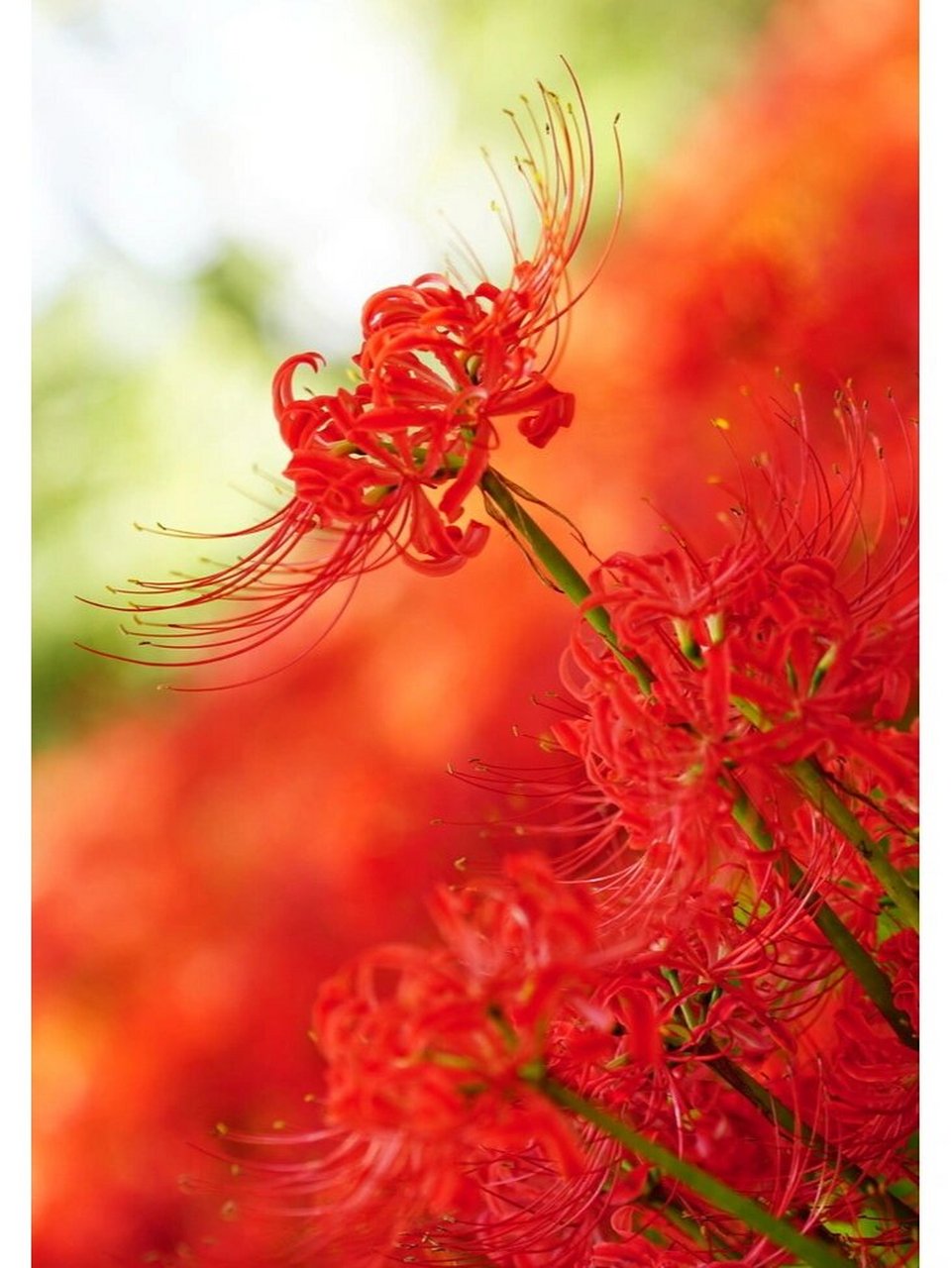 彼岸花即曼珠沙华 又名往生花 彼岸花即曼珠沙华 又名往生花,是石蒜的