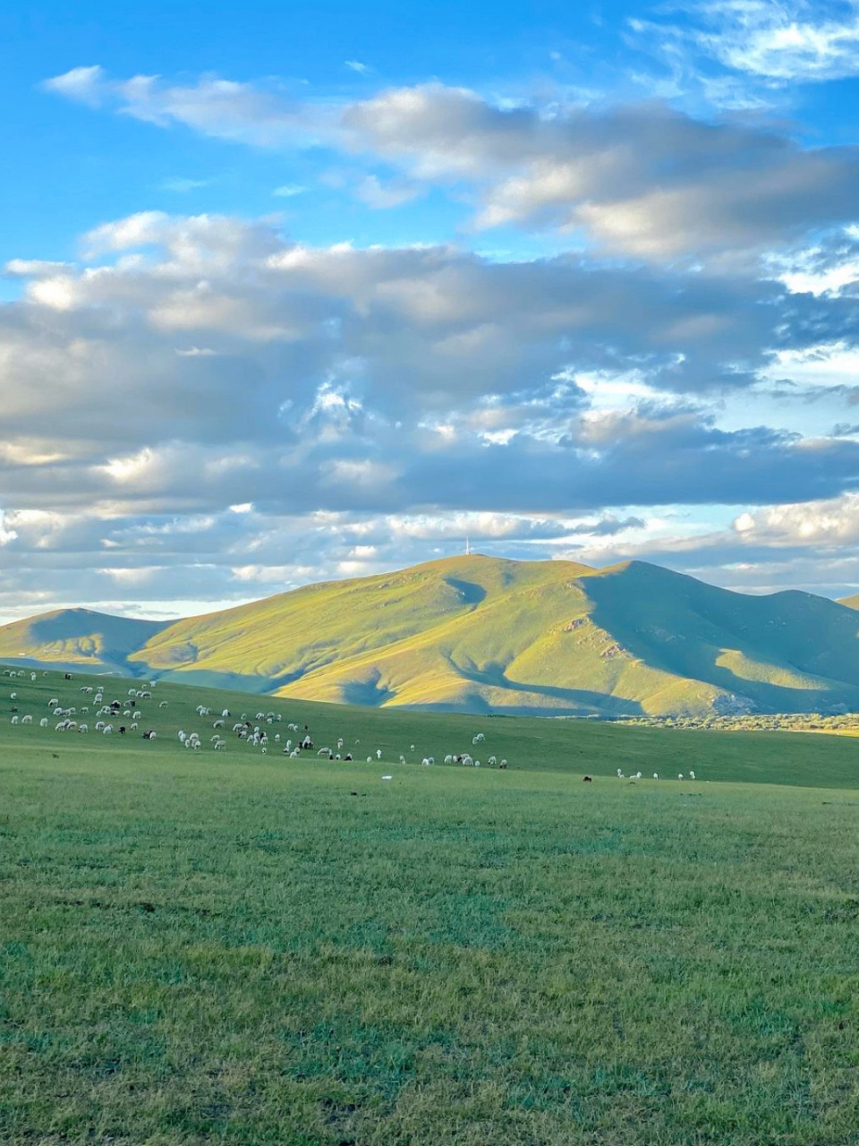 夏天的川西若尔盖 | 是封神级的草原91 太喜欢川西红原若尔盖的夏天