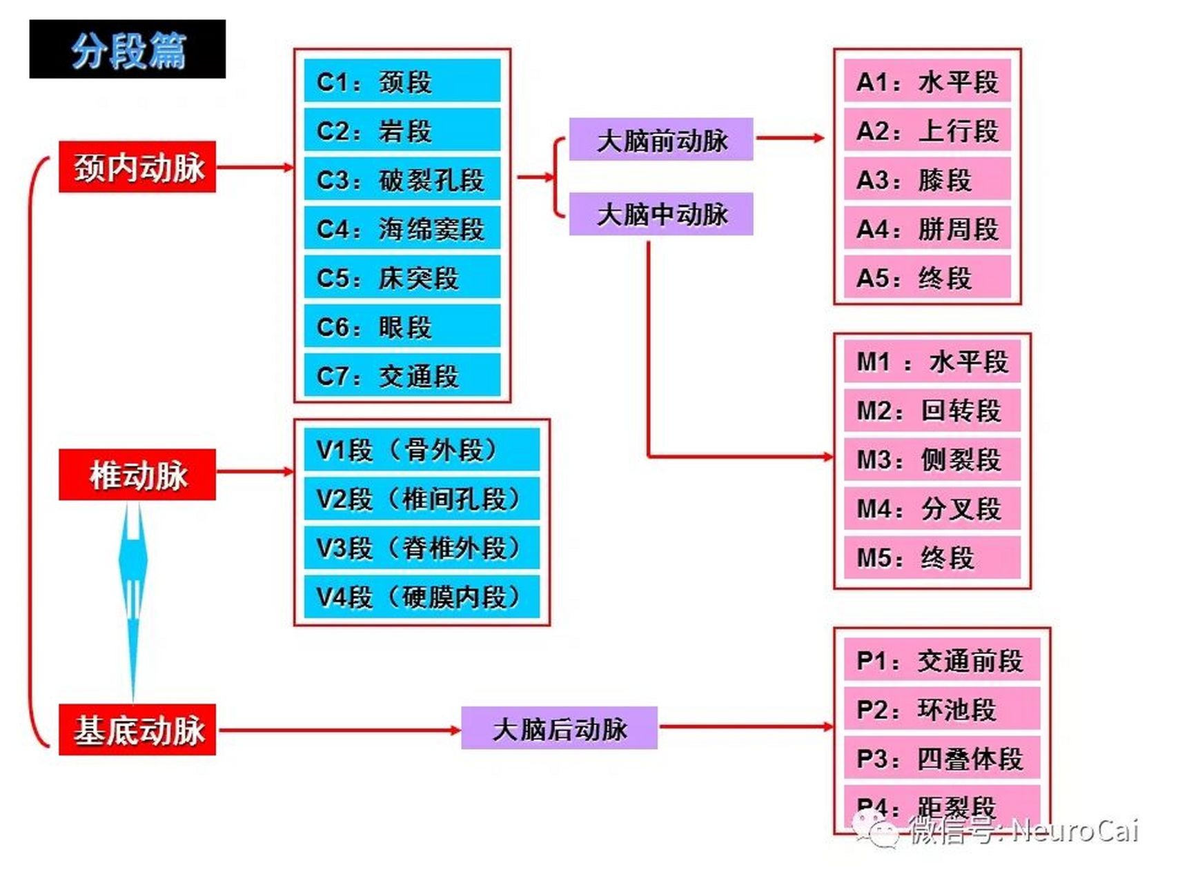 颈内动脉7分段示意图图片