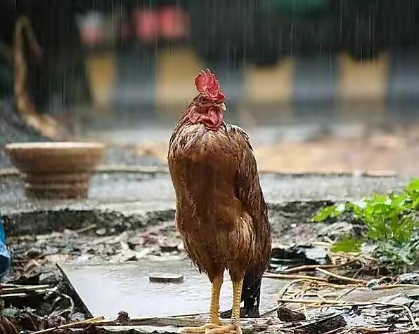 名副其实落汤鸡