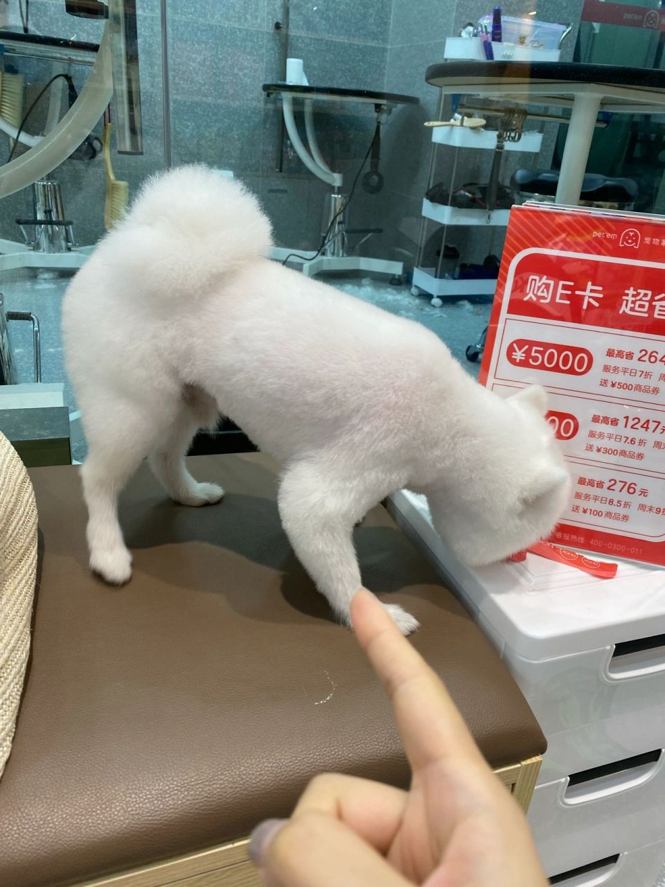 博美推毛后毛长不出  第一次手剪的毛没有影响 第二次那个哈批美容师