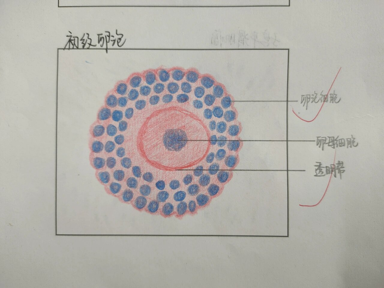 生殖系统红蓝铅笔绘图 生殖系统 1.生精小管 2.初级卵泡 3.