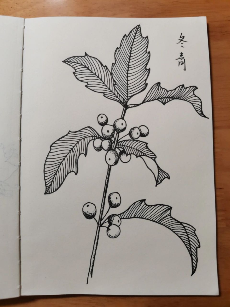 零基础学画画106～冬青(附步骤) 临摹《一笔一世界》 冬青属于常绿