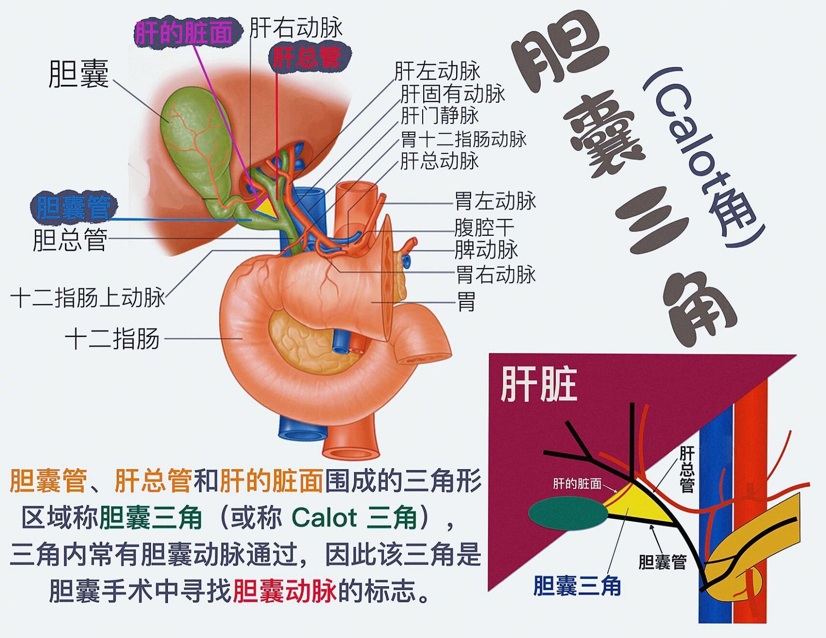 胆囊后三角图片