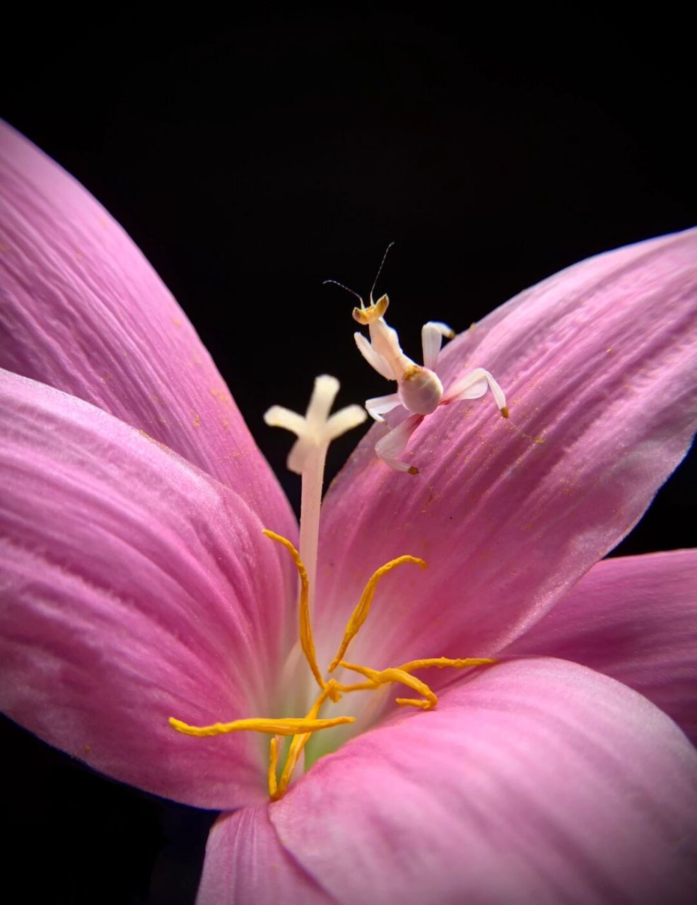 夏日昆虫|兰花螳螂若虫～ 粉粉的三龄个体[偷笑]#螳螂# #兰花螳螂