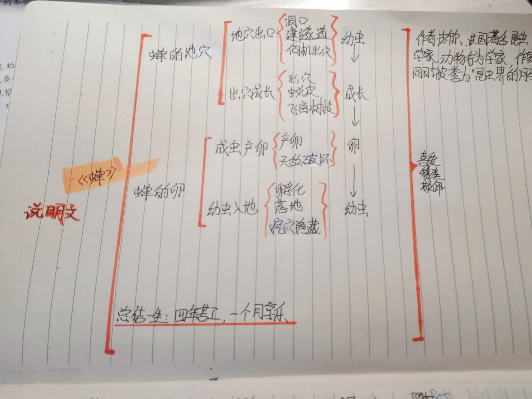 课文蝉思维导图怎么画图片