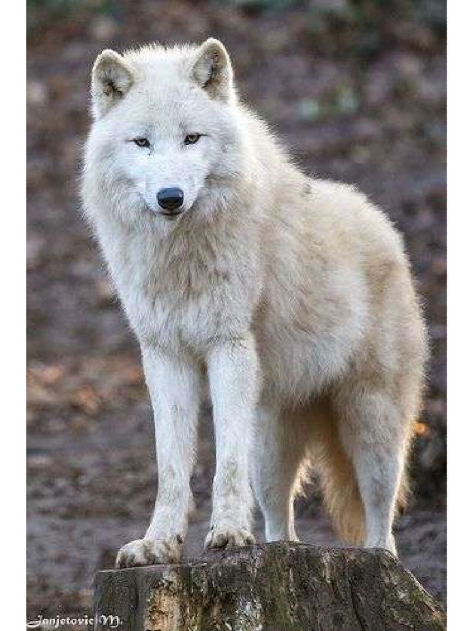 高清动物壁纸第一弹 狼 喜欢的可以拿走