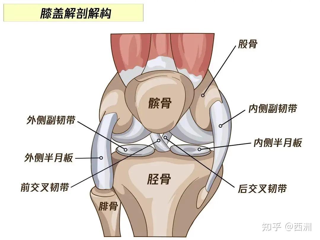 膝关节外侧副韧带位置图片