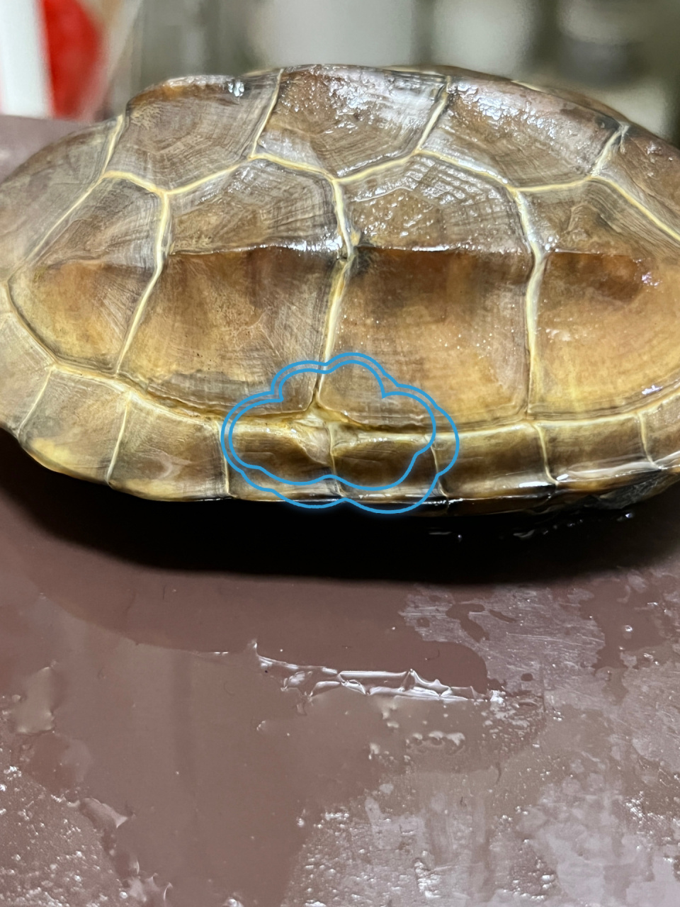 养的乌龟 壳的边缘翘皮了是怎么回事啊 养了一年多