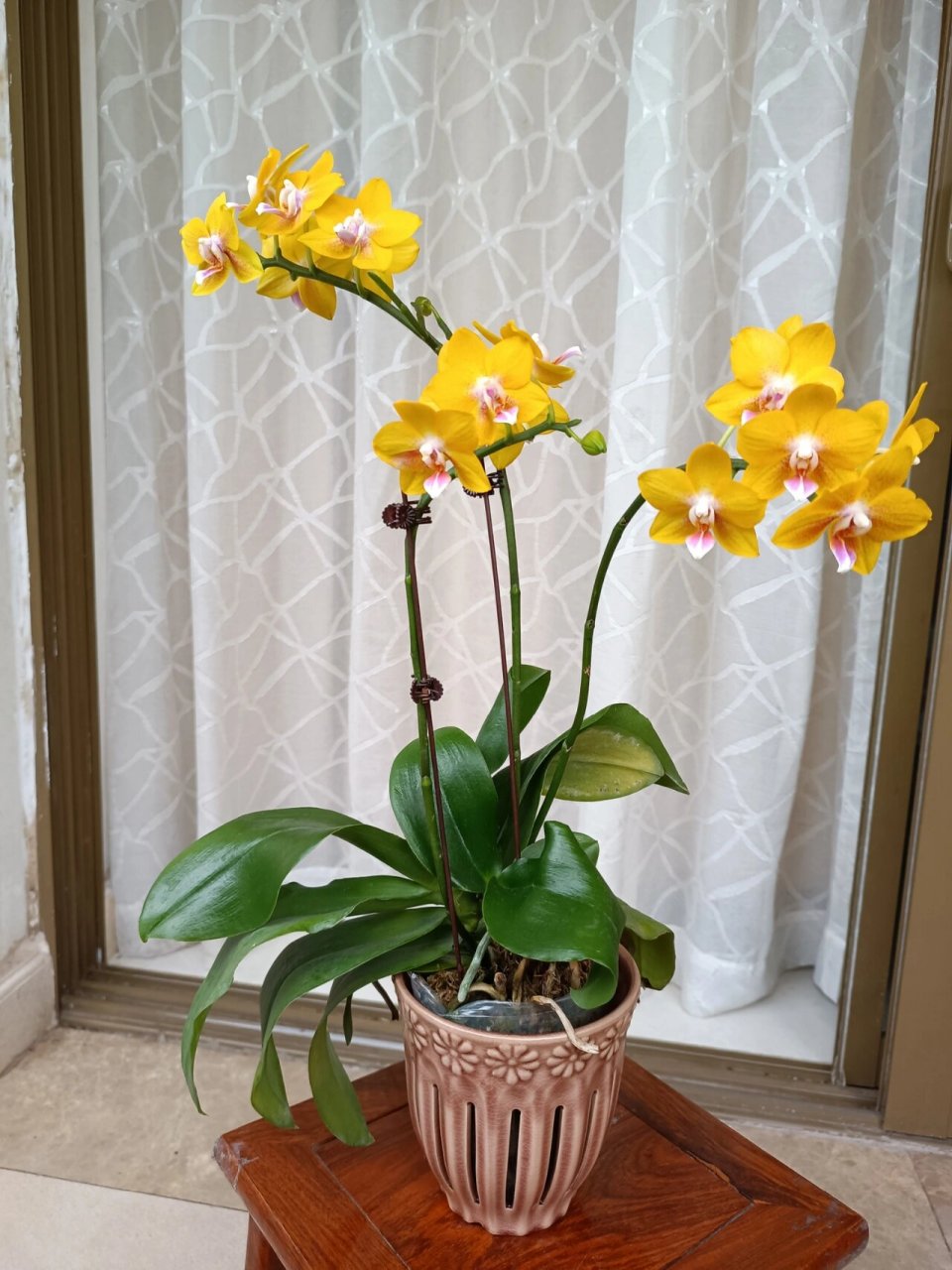最近大爱,黄色带香味的蝴蝶兰彼自豪 我对黄色系蝴蝶兰还是有偏爱的
