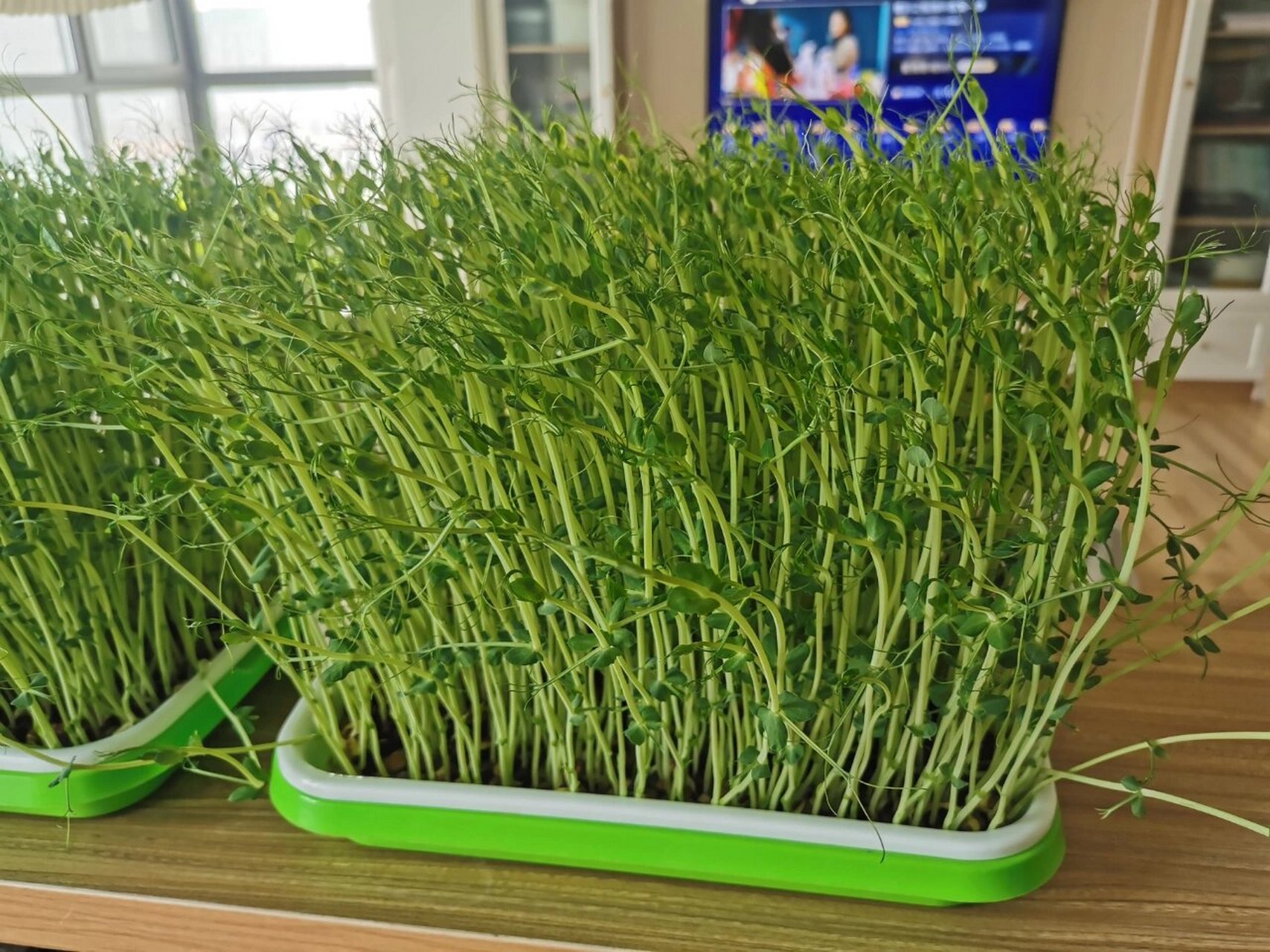 不同品种的豌豆苗 之前看一个红薯姐妹水培的麻豌豆,种出来和我的图一