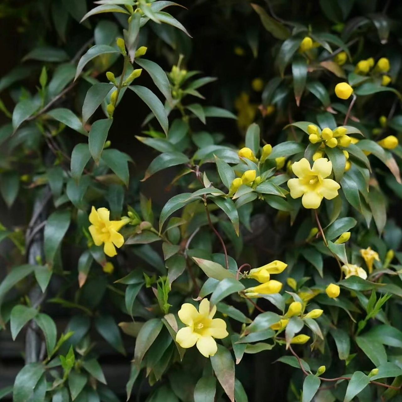 法国香水藤03养护03注意事项!