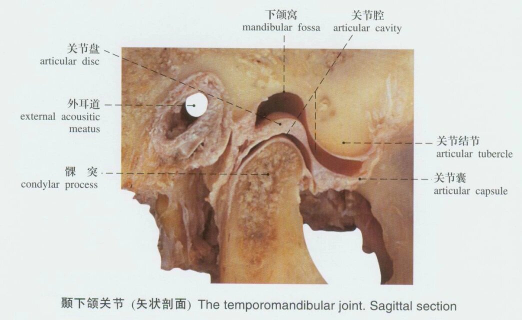 颞下颌关节结节图片