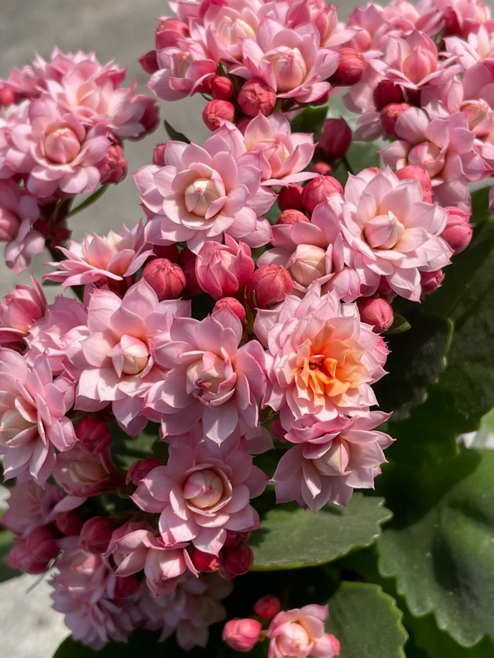 长寿花:人面桃花.