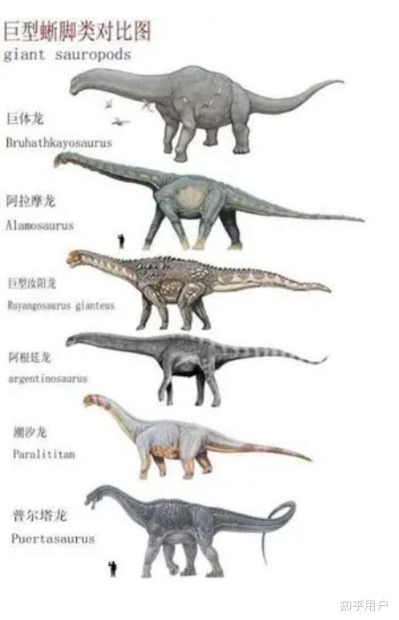 蜥脚类恐龙有哪些