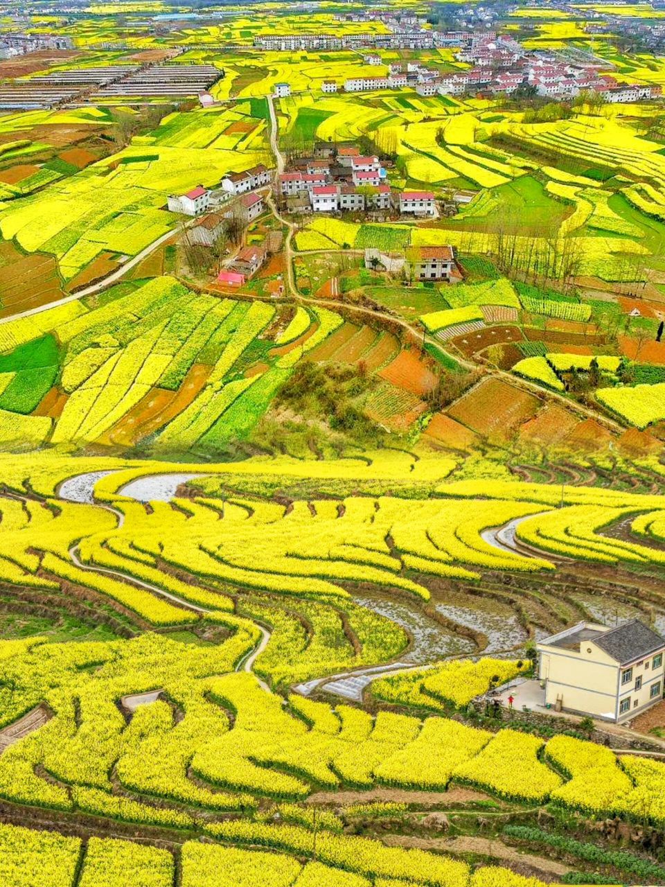 周末自驾汉阴凤堰古梯田,打卡绝美油菜花海 要说汉阴醉近什么火,毫无