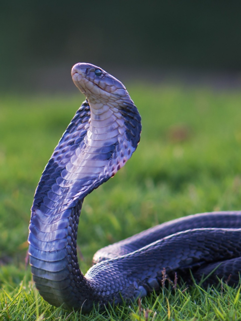 眼镜蛇图片 97眼镜蛇,是一种令人敬畏的毒蛇02.