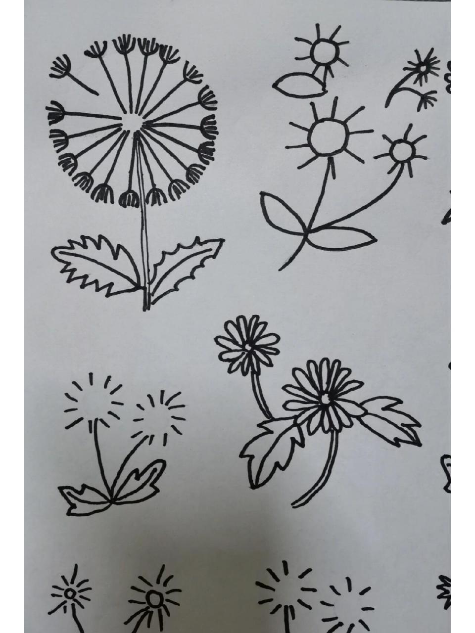 简笔画植物～蒲公英.