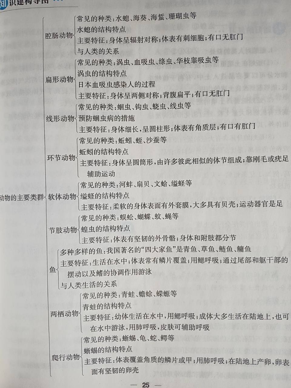 思维导图 八上生物《动物的主要类群》思维导图