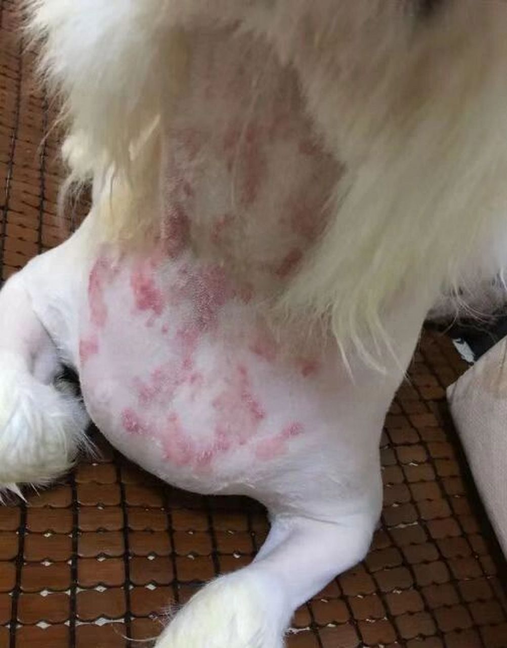 狗狗皮肤病症状图片图片